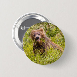 Grizzly cub grazing, Alaska Ronde Button 5,7 Cm