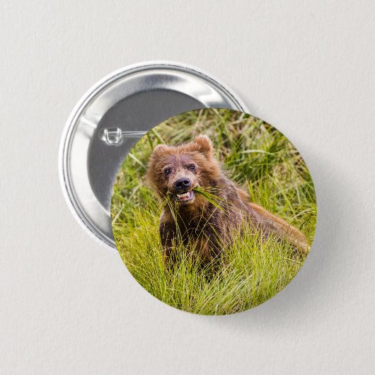 Grizzly cub grazing, Alaska Ronde Button 5,7 Cm (Voorkant /achterkant)