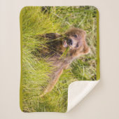 Grizzly cub grazing, Alaska Sherpa Deken (Voorkant)