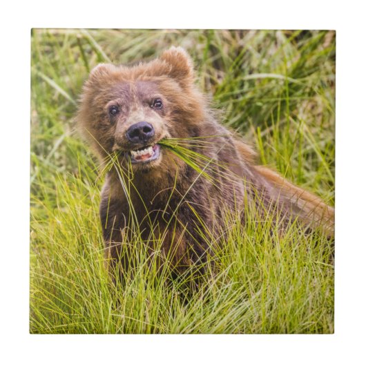 Grizzly cub grazing, Alaska Tegeltje (Voorkant)