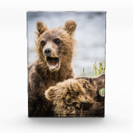 Grizzly Cubs die op zoek zijn naar hun moeder Fotoblokken