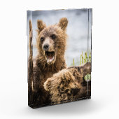 Grizzly Cubs die op zoek zijn naar hun moeder Fotoblokken (Links)