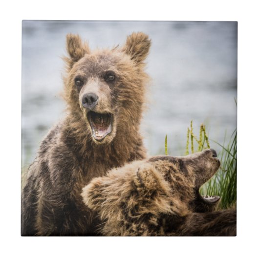 Grizzly Cubs die op zoek zijn naar hun moeder Tegeltje (Voorkant)