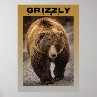 Grizzly Poster