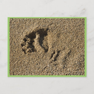 Grizzly track briefkaart