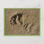 Grizzly track briefkaart (Voorkant)