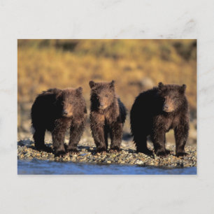 Grizzlybeer, bruine beer, welpen, Katmai Nationaal Briefkaart
