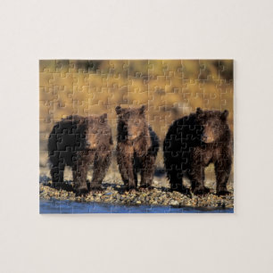 Grizzlybeer, bruine beer, welpen, Katmai Nationaal Legpuzzel