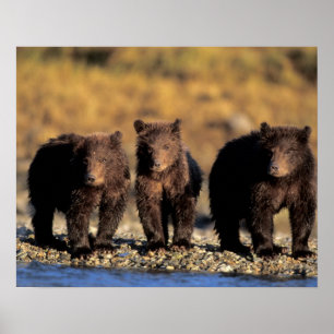 Grizzlybeer, bruine beer, welpen, Katmai Nationaal Poster