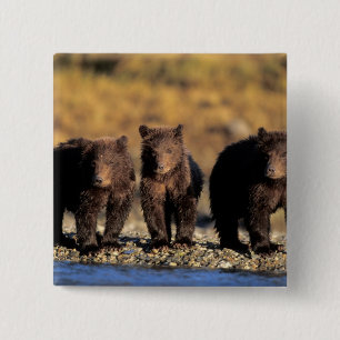 Grizzlybeer, bruine beer, welpen, Katmai Nationaal Vierkante Button 5,1 Cm