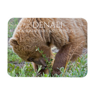 Grizzlybeer foerageert, Denali National Park Magneet