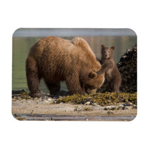 Grizzlybeer-moeder met welp op een strand magneet
