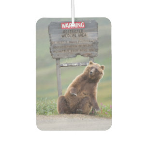 Grizzlybeer speelt met bord luchtverfrisser