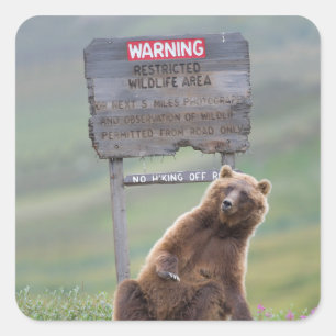Grizzlybeer speelt met bord vierkante sticker
