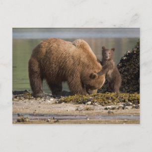 Grizzlybeermama met welp op een strand briefkaart