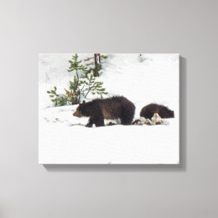 Grizzlys in het Sneeuw Uitgerekte Canvas Afdruk