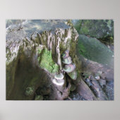 Groei in de tuinen van Limahuli Poster (Voorkant)