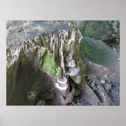 Groei in de tuinen van Limahuli Poster (Voorkant)