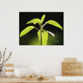 Groei Poster (Keuken)