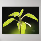 Groei Poster (Voorkant)