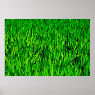Groei van gras- en weidegras poster