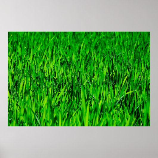 Groei van gras- en weidegras poster (Voorkant)
