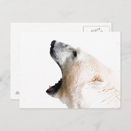 Groei van poolbeer briefkaart (Voorkant / Achterkant)