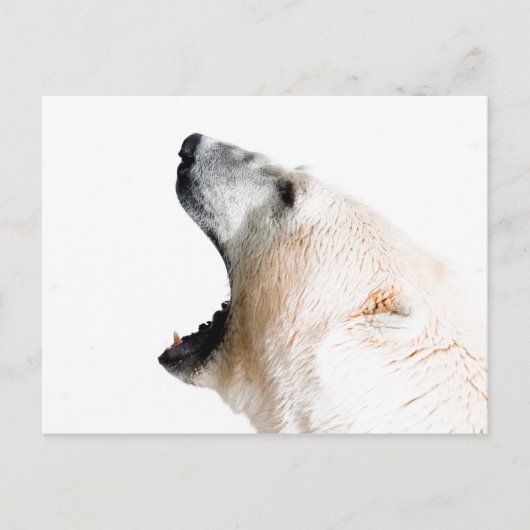 Groei van poolbeer briefkaart (Voorkant)