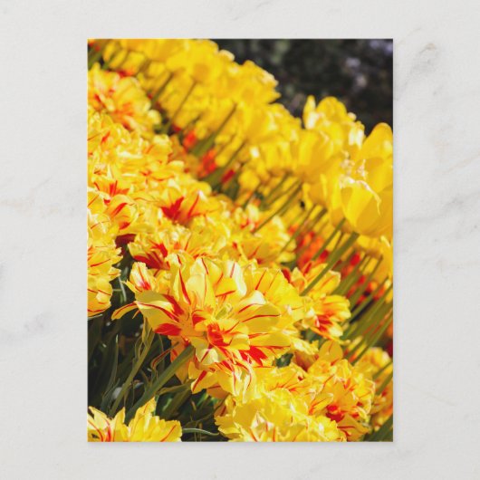 Groeien in goud briefkaart (Voorkant)