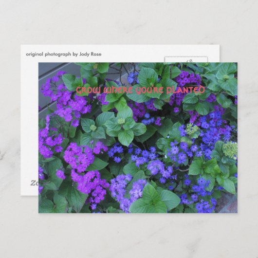 Groeien waar je geplant bent briefkaart (Voorkant / Achterkant)