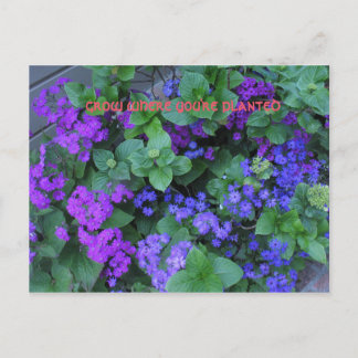 Groeien waar je geplant bent briefkaart