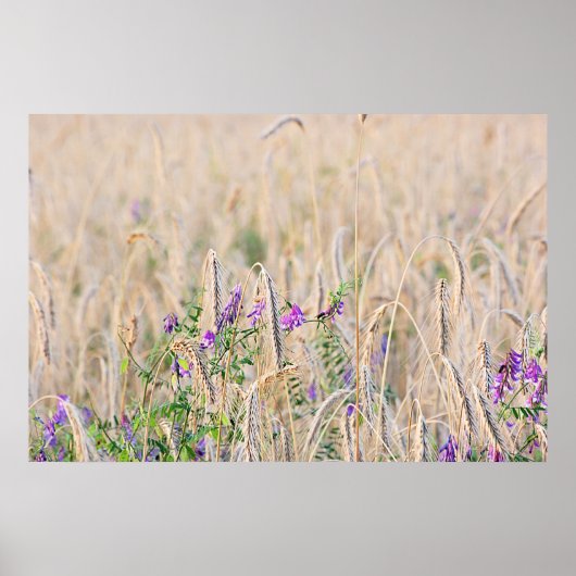 Groeiend graan Poster (Voorkant)