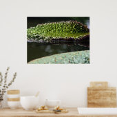 groeipad poster (Keuken)