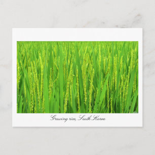 Groeirijst - Zuid-Korea Briefkaart
