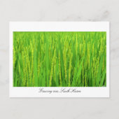 Groeirijst - Zuid-Korea Briefkaart (Voorkant)