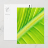 groen bananenblad briefkaart (Voorkant / Achterkant)