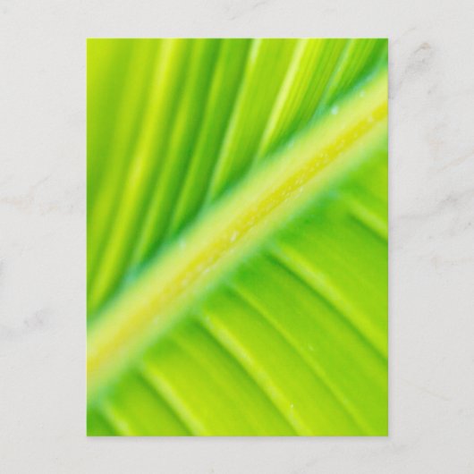 groen bananenblad briefkaart (Voorkant)