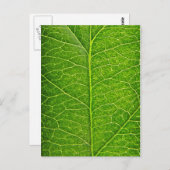 groen blad briefkaart (Voorkant / Achterkant)