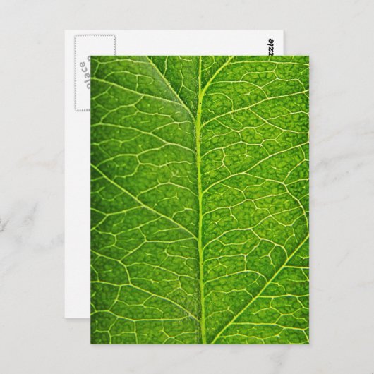 groen blad briefkaart (Voorkant / Achterkant)