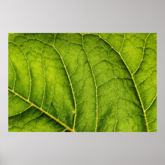 Groen blad poster (Voorkant)