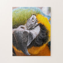Groen, blauw en geel Macaw Parrot
