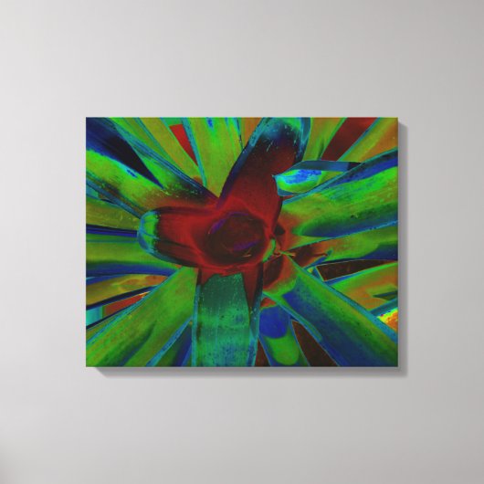 Groen Blauw Rood Bromeliad Plant Afbeelding Canvas Afdruk (Voorkant)