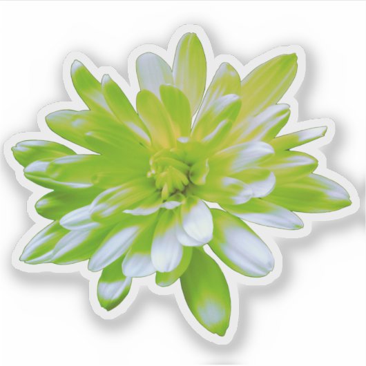 Groen blauwgroen geel bloemenretro Daisy Sticker (Voorkant)