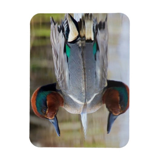 Groen Blauwgroen Magneet (Verticaal)