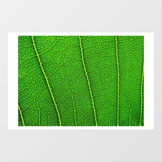 Groen boomblad raamsticker (Vel)