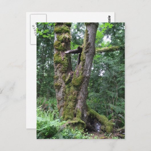 Groen bos briefkaart (Voorkant / Achterkant)