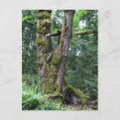 Groen bos briefkaart (Voorkant)