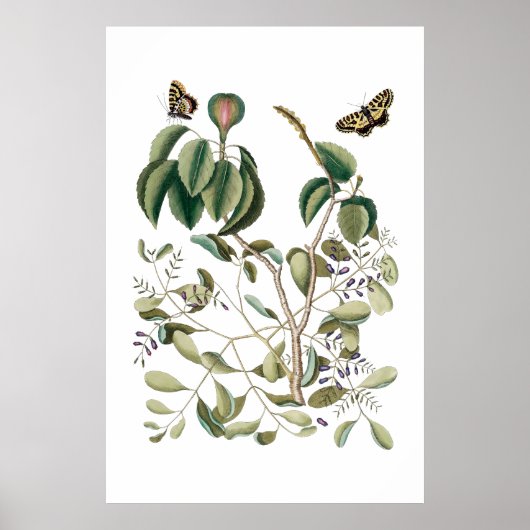 groen botanisch poster (Voorkant)
