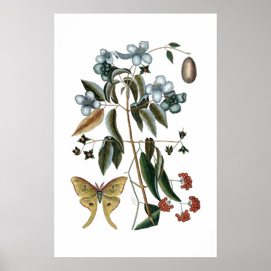 groen botanisch poster (Voorkant)