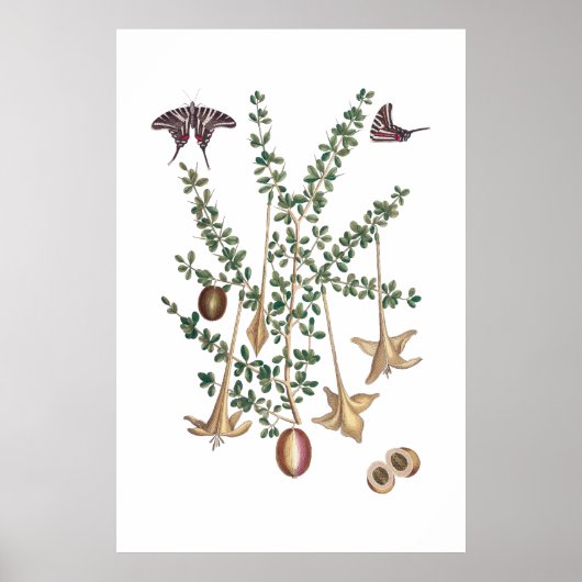 groen botanisch poster (Voorkant)